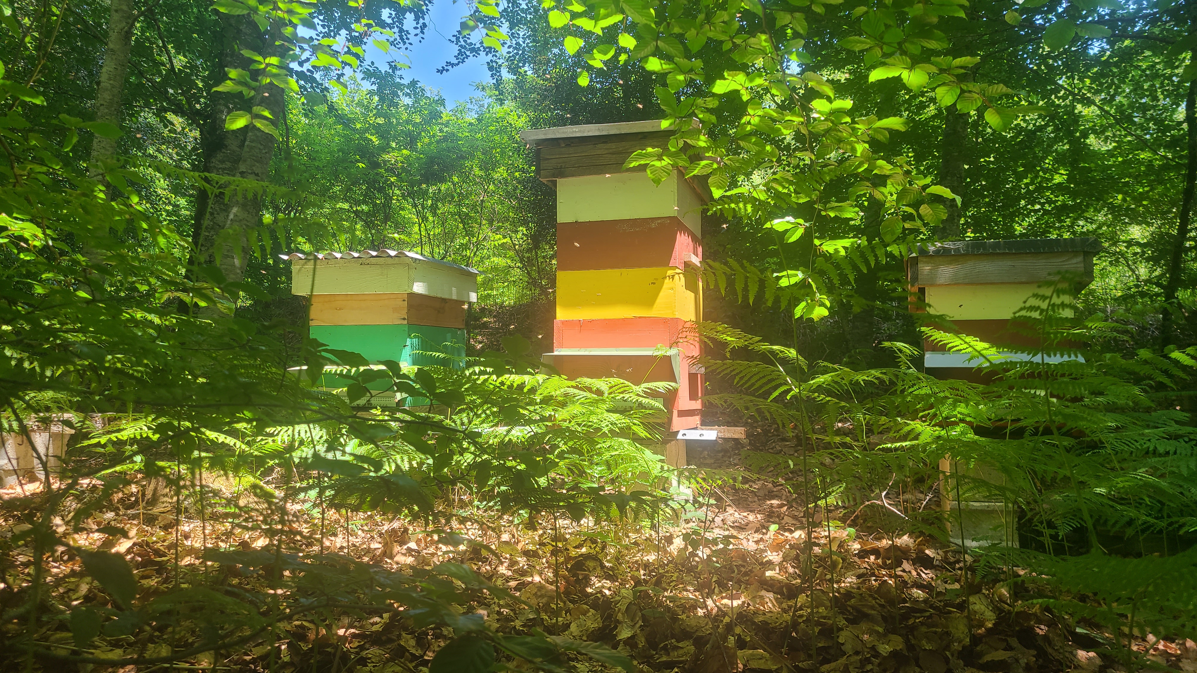 Notre vice-président René Michaud fait le point sur la santé des abeilles en Creuse sur radio France Creuse le 5 avril 2024