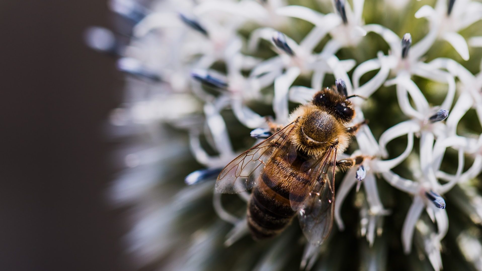 L'Abeille Creusoise