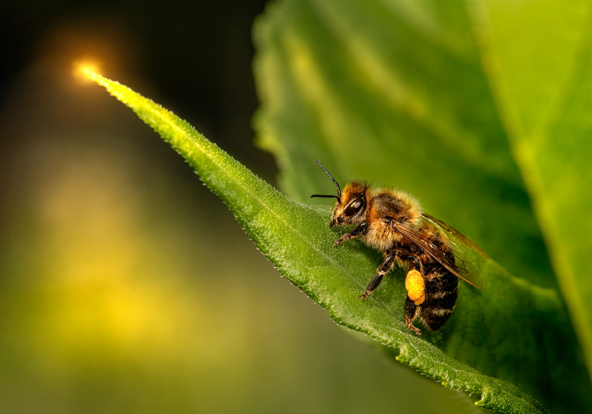 L'Abeille Creusoise