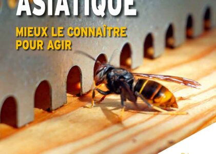 Nouveau guide UNAF sur le frelon asiatique